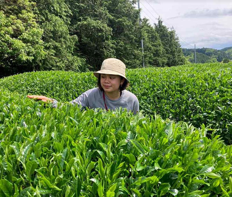 2022/5/10収穫】京都宇治和束産・煎茶おくみどり（杣田毘沙門堂