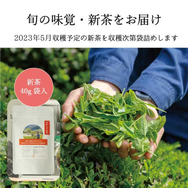 2023年収穫新茶＆茶菓子の詰め合わせギフト（2023年収穫新茶、抹茶＆ほうじ茶バウム、抹茶＆ほうじ茶フィナンシェ）