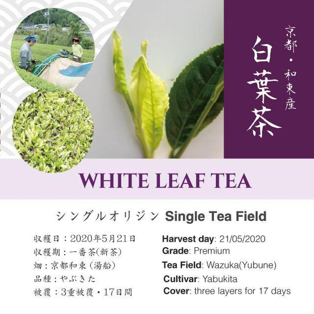 【11日まで】はる茶様 お年賀デザイン】きらり31（鹿児島県） – 煎茶堂東京オンライン