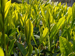 【2023年収穫】《農薬不使用栽培》京都宇治和束産・煎茶やぶきた（湯船白山神社・被覆なし）・40g袋入り
