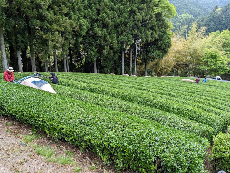 【2023年収穫】《農薬不使用栽培》京都宇治和束産・煎茶おくみどり（湯船白山神社・13日被覆）・40g袋入り