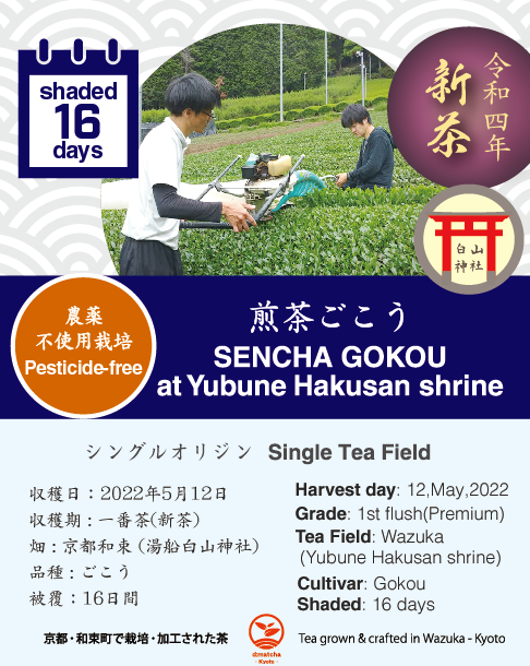 【2022年収穫】《農薬不使用栽培》京都宇治和束産・煎茶ごこう（湯船地区・16日被覆）・40g袋入り