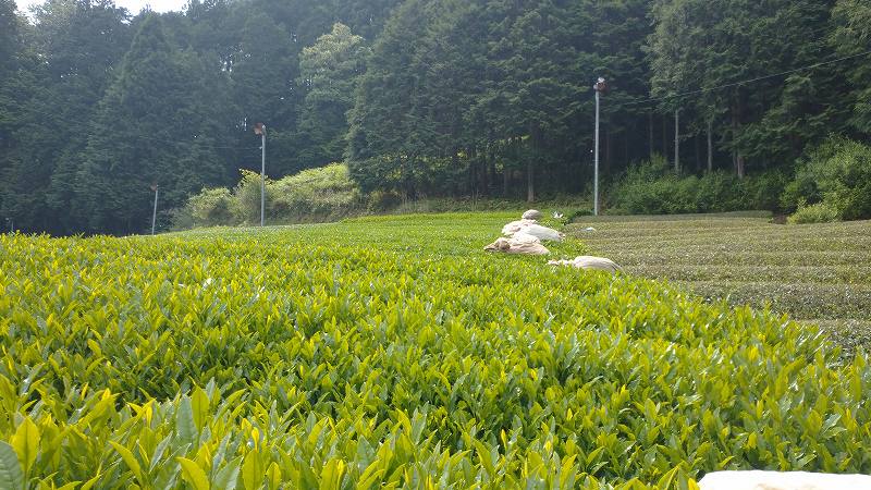【2022/5/2収穫】京都宇治和束産・煎茶やぶきた（湯船・向出地区)《農薬不使用栽培》畑別飲み比べ・40g袋入り