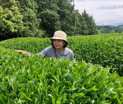 【2022/5/10収穫】京都宇治和束産・煎茶おくみどり（杣田毘沙門堂地区）《10日間被覆》・40g袋入り