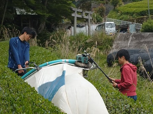 【2023/5/4収穫新茶】京都宇治和束産・煎茶さみどり（湯船地区)《8日間被覆・農薬不使用栽培》・40g袋入り