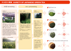 和束茶満喫ツアー（茶畑散策、茶摘み、茶工場見学、お茶ランチ、煎茶・抹茶3品種飲み比べ） - d:matcha Kyoto